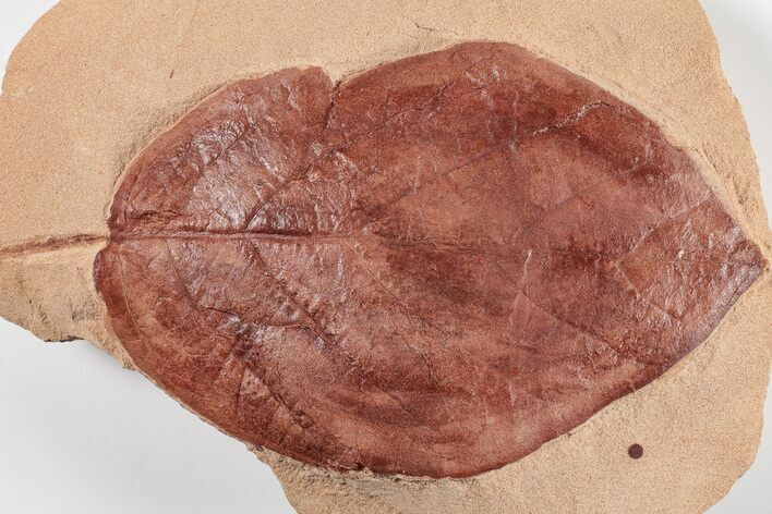 Large, Red Fossil Leaf (Phyllites) - Montana #201300